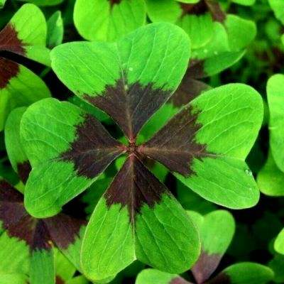 Welcome彩票中心注册大厅进入app下载